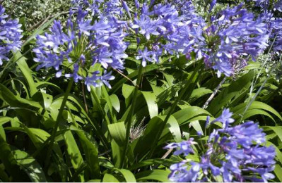 AGAPANTHUS