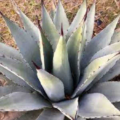 AGAVE parryi Subsp