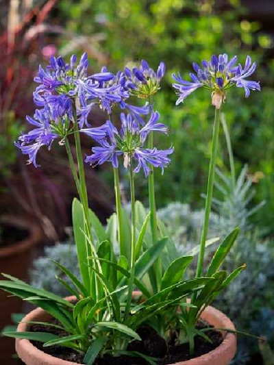 AGAPANTHUS  Charlotte®