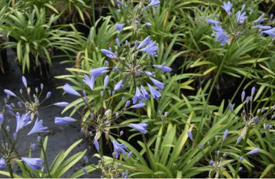 AGAPANTHUS  Peter pan