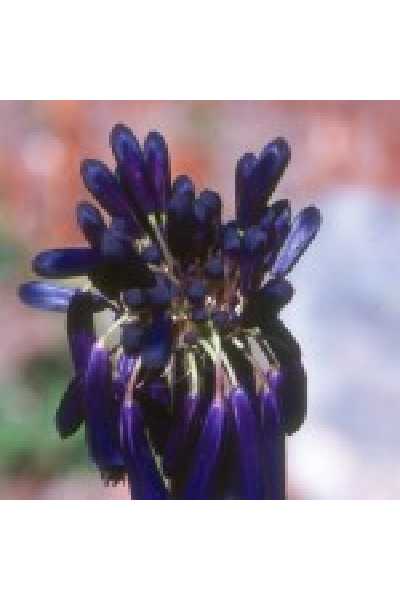 AGAPANTHUS  Graskop