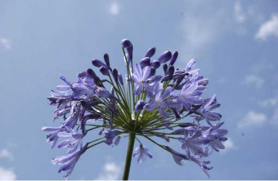 AGAPANTHUS  Hedbourne
