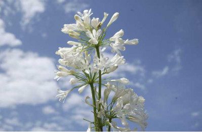 AGAPANTHUS  Polar ice
