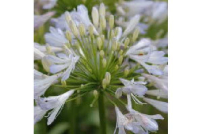 AGAPANTHUS  Phantom
