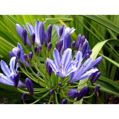 AGAPANTHUS  Rosewarne