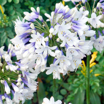 AGAPANTHUS  Twister ®