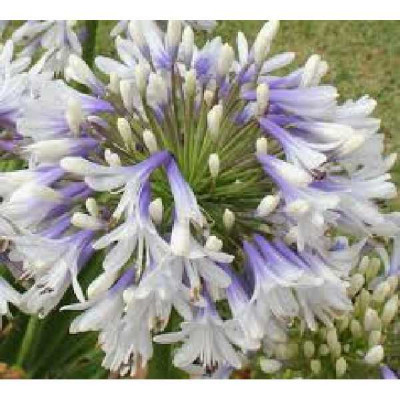 AGAPANTHUS  Queen mum ®