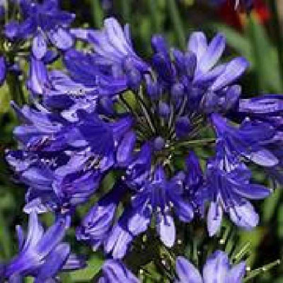 AGAPANTHUS star Ever sapphire®