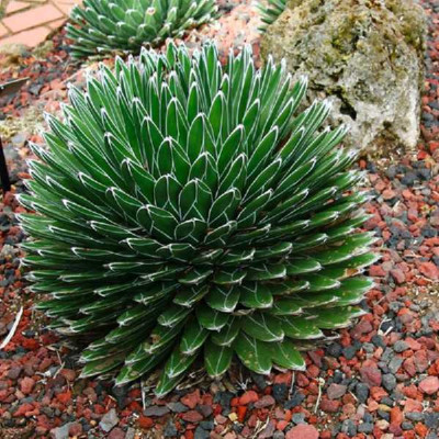 AGAVE victoriae Reginae