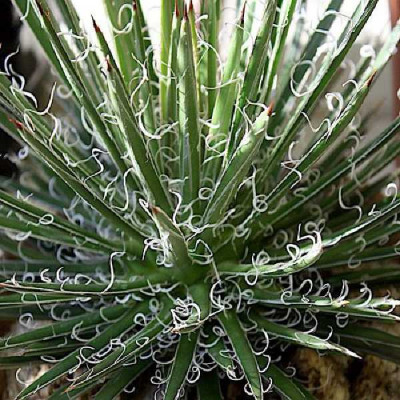 AGAVE multifilifera
