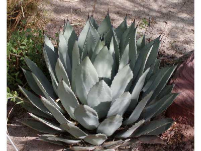 AGAVE palmeri