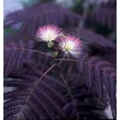 ALBIZIA julibrissin Chocolate fountain