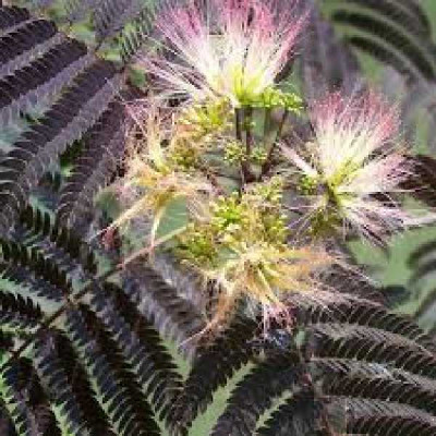 ALBIZIA julibrissin Summer chocolate