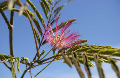 ALBIZIA julibrissin Rouge