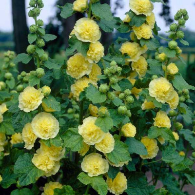 ALCEA rosea Jaune double