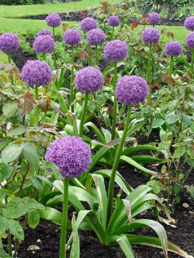 ALLIUM  Globemaster