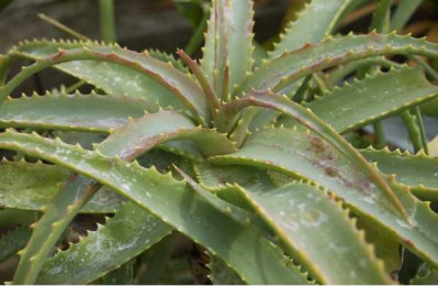 ALOE arborescens