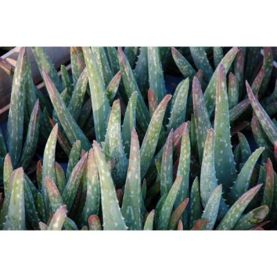 ALOES vera