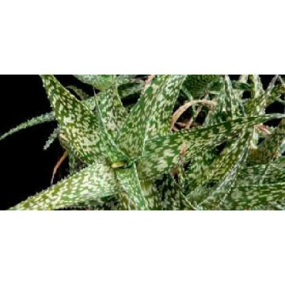 ALOE rauhii Cleopatra