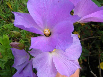 ALYOGINE huegelli Santa cruz