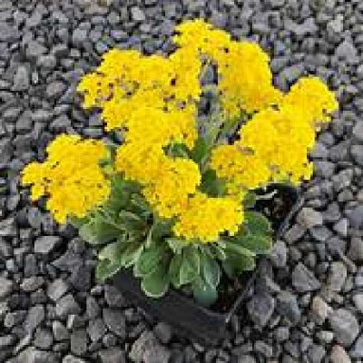 ALYSSUM saxatile (jaune)