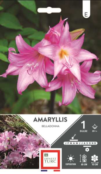 AMARYLLIS  BELLADONNA 20/+ X1  E TURC