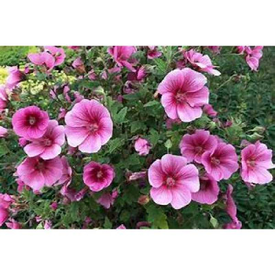 ANISODONTEA African rose  mirembe ®
