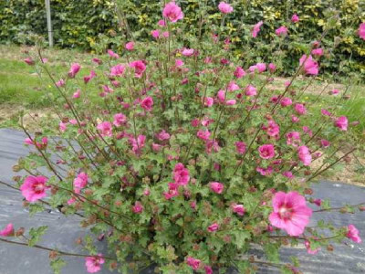 ANISODONTEA  Coralie brivingt