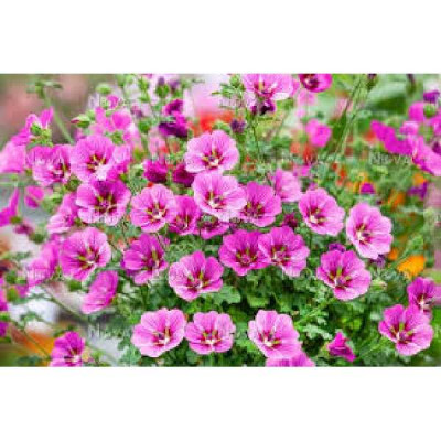 ANISODONTEA elegans princess®