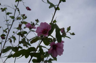 ANISODONTEA scabrosa Large red