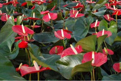 ANTHURIUM
