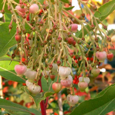 ARBUTUS  reyorum Marina