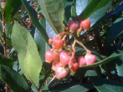 ARBUSTUS unedo Rubra