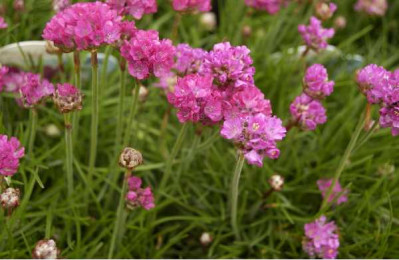 ARMERIA maritima