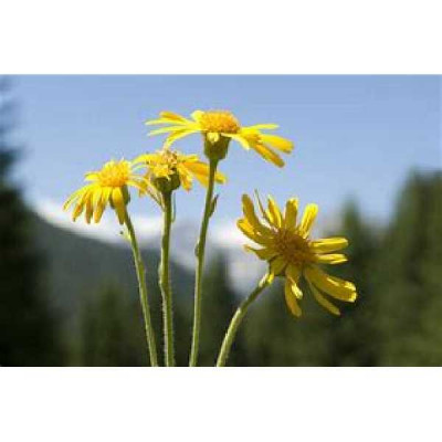 ARNICA  Montana