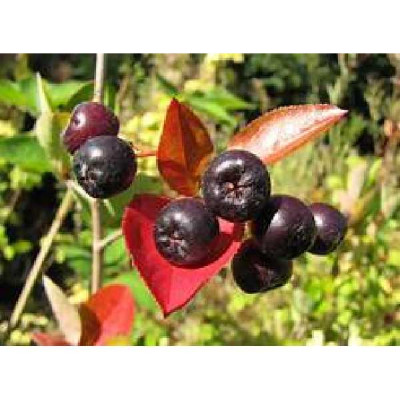 ARONIA melanocarpa Nero