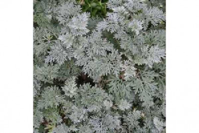 ARTEMISIA arborescens Powis castle