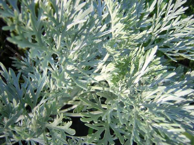 ARTEMISIA  Powis castle
