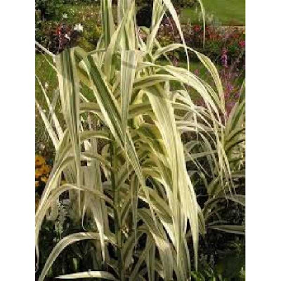 ARUNDO donax Aureovariegata