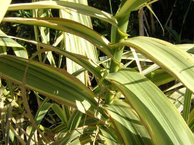 ARUNDO donax Versicolor