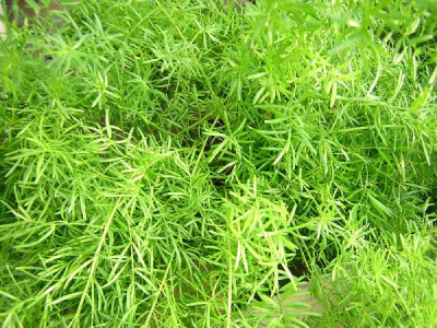ASPARAGUS densiflorus Sprengerii