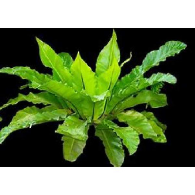 ASPLENIUM
