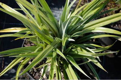 ASTELIA banksii