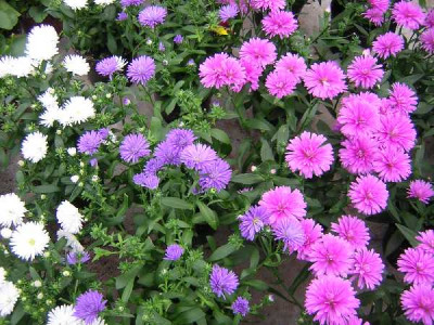 ASTER