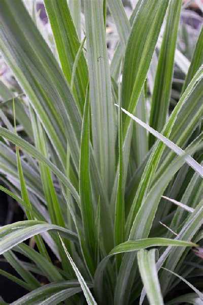 ASTELIA nervosa Silver shadow