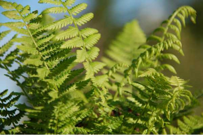 ATHYRIUM felix femina