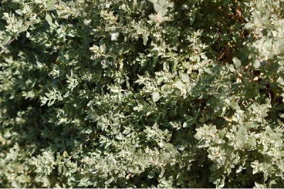 ATRIPLEX halimus
