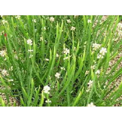 BACCHARIS genistelloides