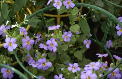 BACOPA  Bleu