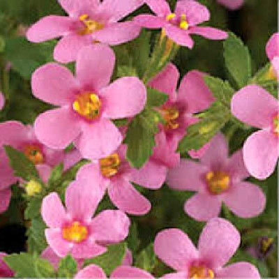 BACOPA  Rose